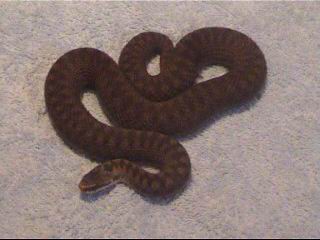 Redish female European Adder(Vipera berus)-2004(12).jpg [14 Kb]